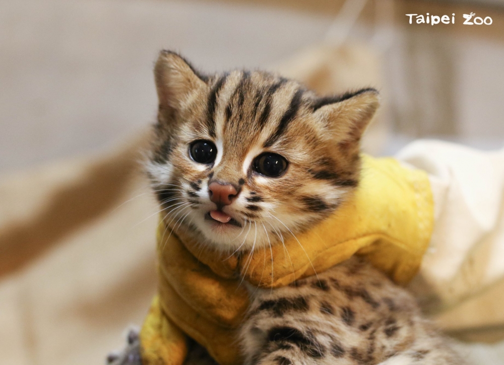 Taipei Zoo 臺北市立動物園