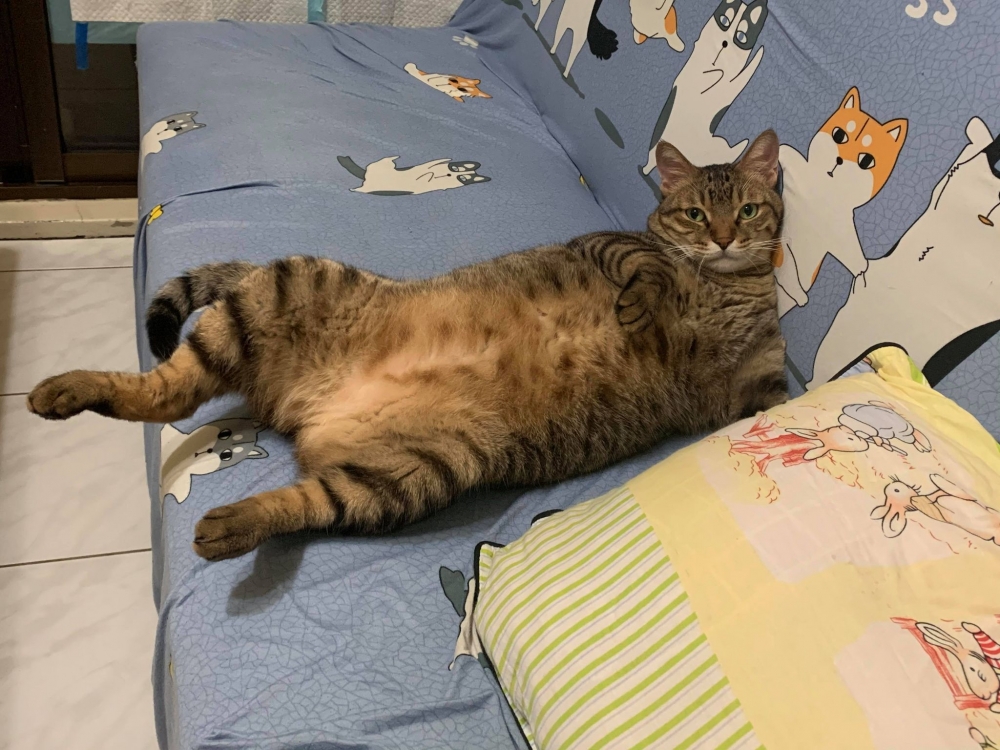 網友Meng Yun Tsang提供