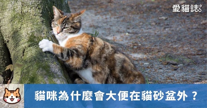 【貓咪亂大便】為什麼會大便在貓砂盆外？3 方法解決貓咪隨地排洩問題！