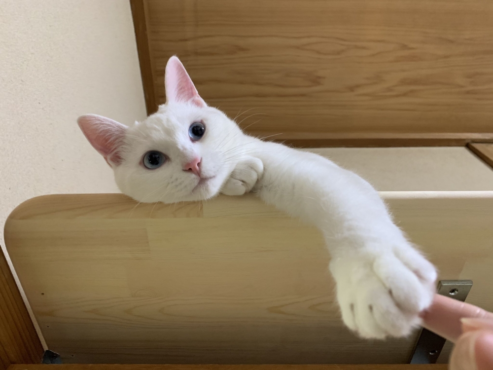 twitter neko_fuyunosuke