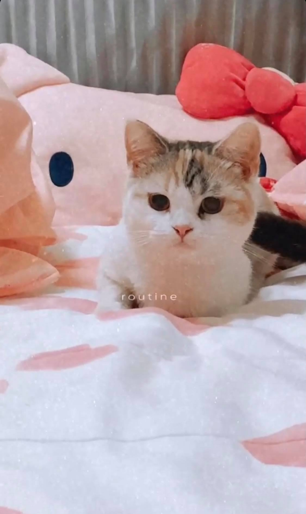 網友Zih Lin小姐提供