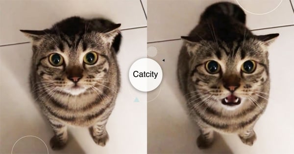 下次不敢了啦！奴才一夜未歸，暴怒虎斑貓全程飛機耳「訓話」：還記得回家哦～