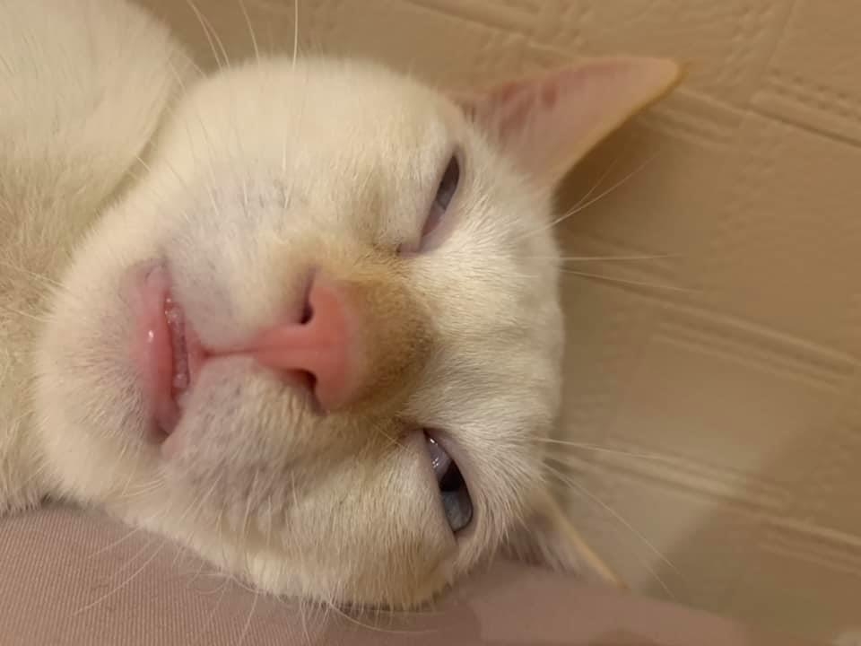 網友Pao Yi先生提供 