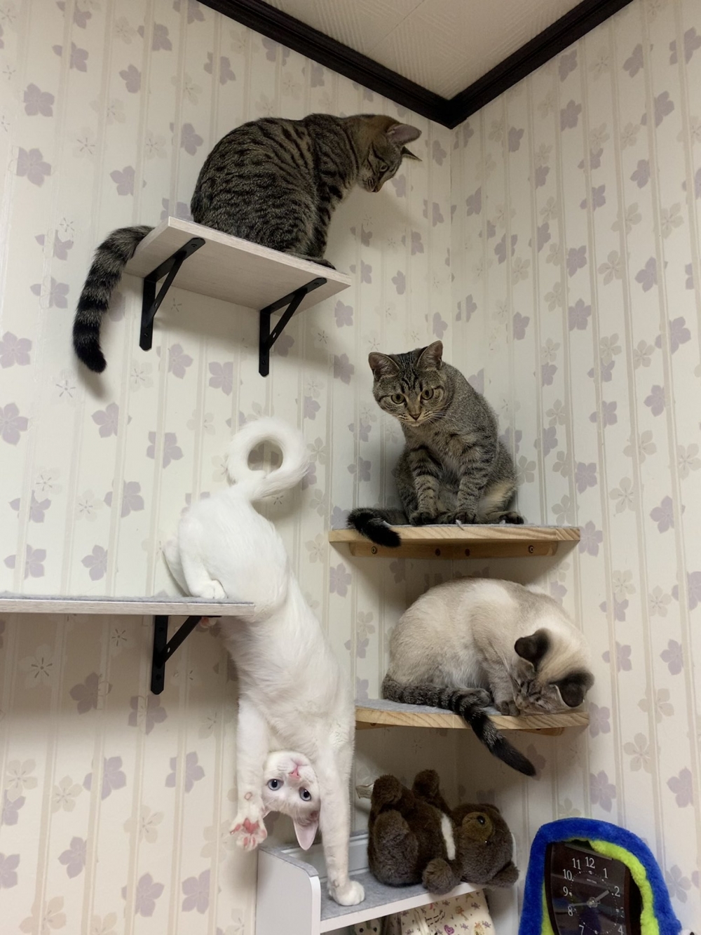 twitter neko_fuyunosuke