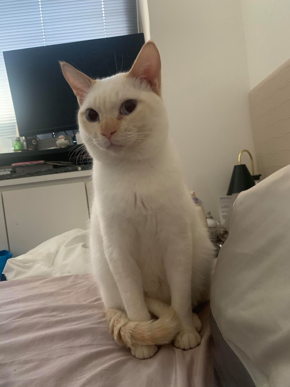 網友Pao Yi先生提供 