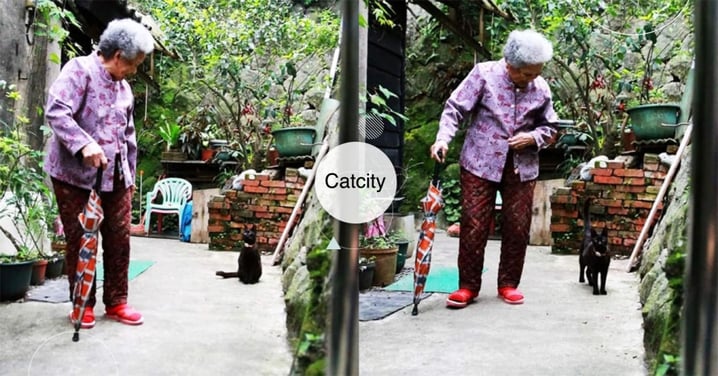 「黑皮！我們散步喔」聰明黑貓緊跟身後，守護92歲阿嬤　網：畫面好暖