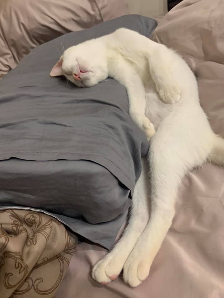 網友Pao Yi先生提供 