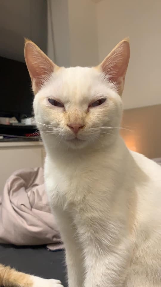 網友Pao Yi先生提供 