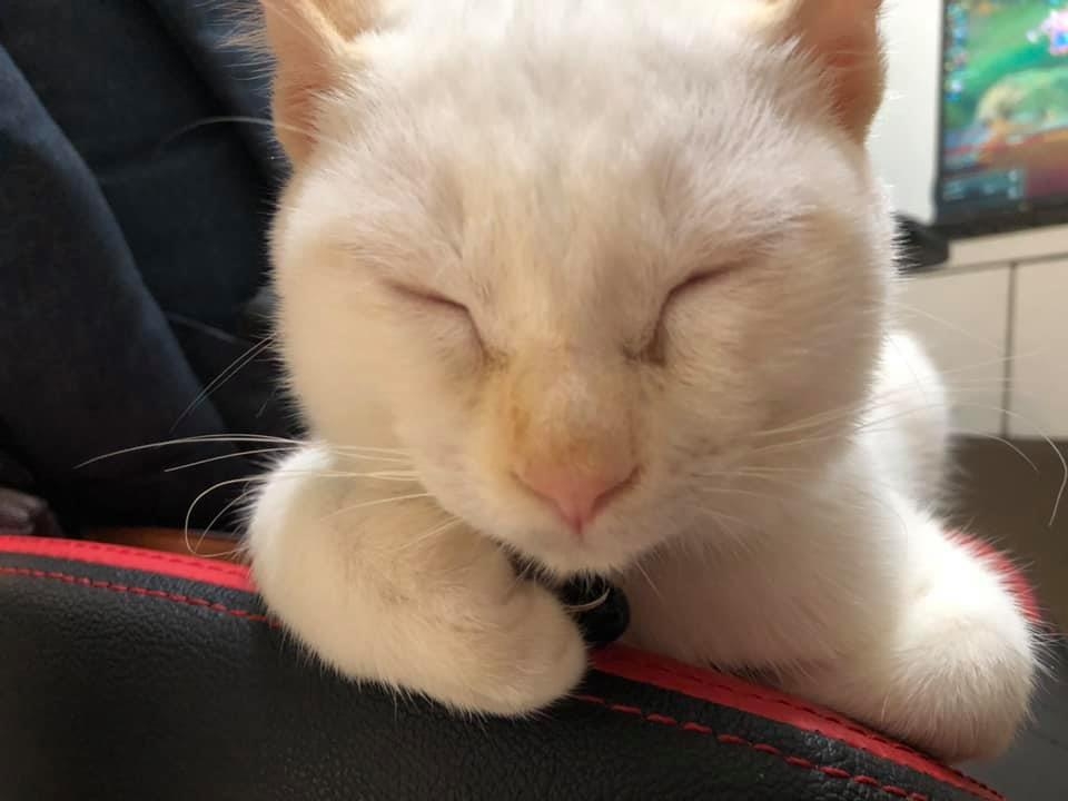 網友Pao Yi先生提供 