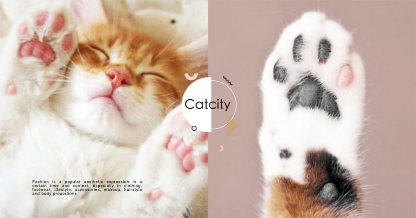 肉球保養 龜裂 有傷口 如何保養貓咪肉球的4 個方法 Catcity 貓奴日常