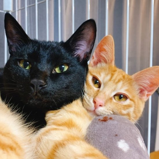 twitter/T_REX_RED_Tiger