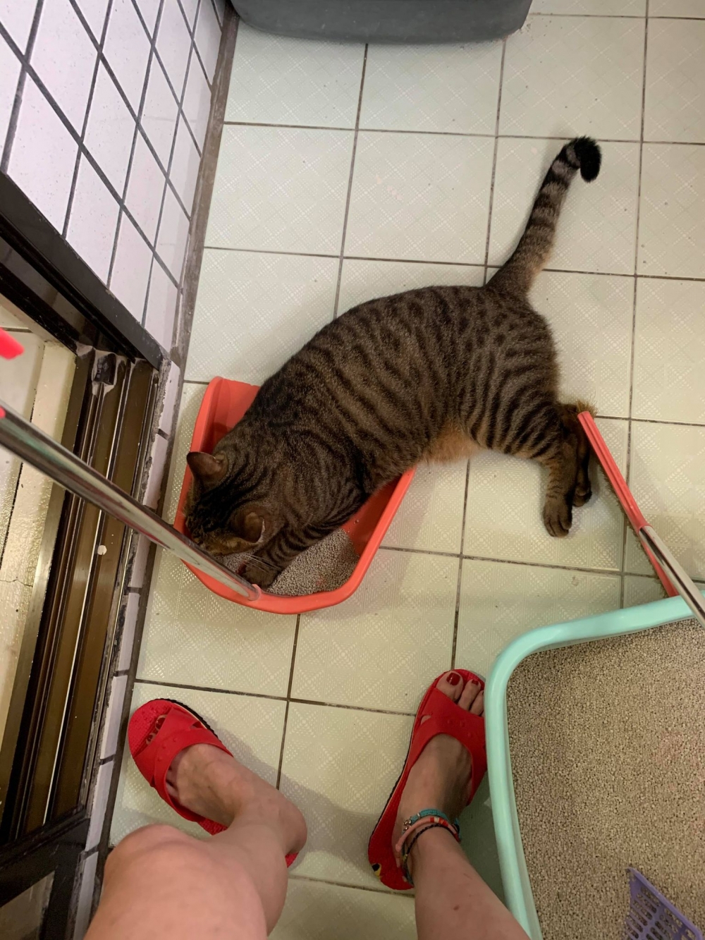 網友Meng Yun Tsang提供