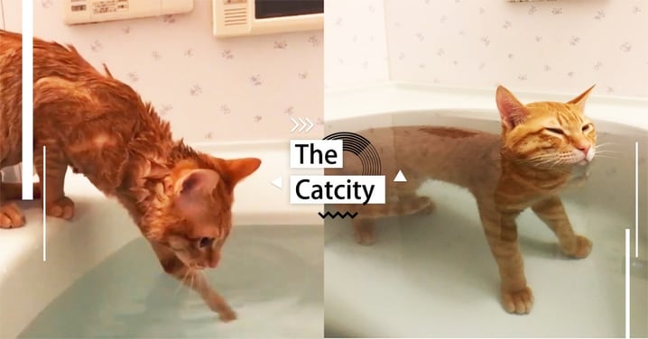 來泡澡囉！日本萌貓「浴缸試水溫」，泡半身「表情超享受」　網：超萌