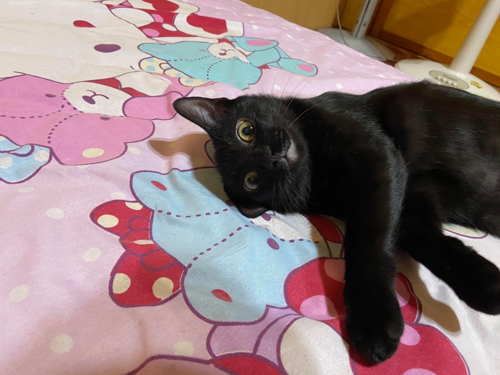 網友孫淳紜小姐提供