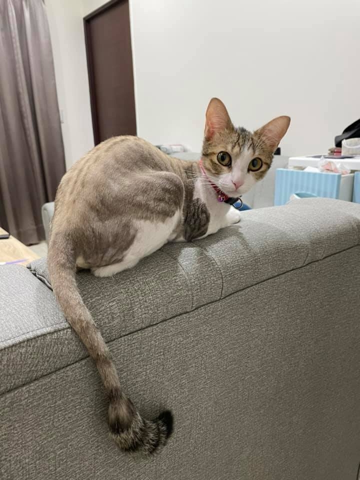 網友東木由先生提供