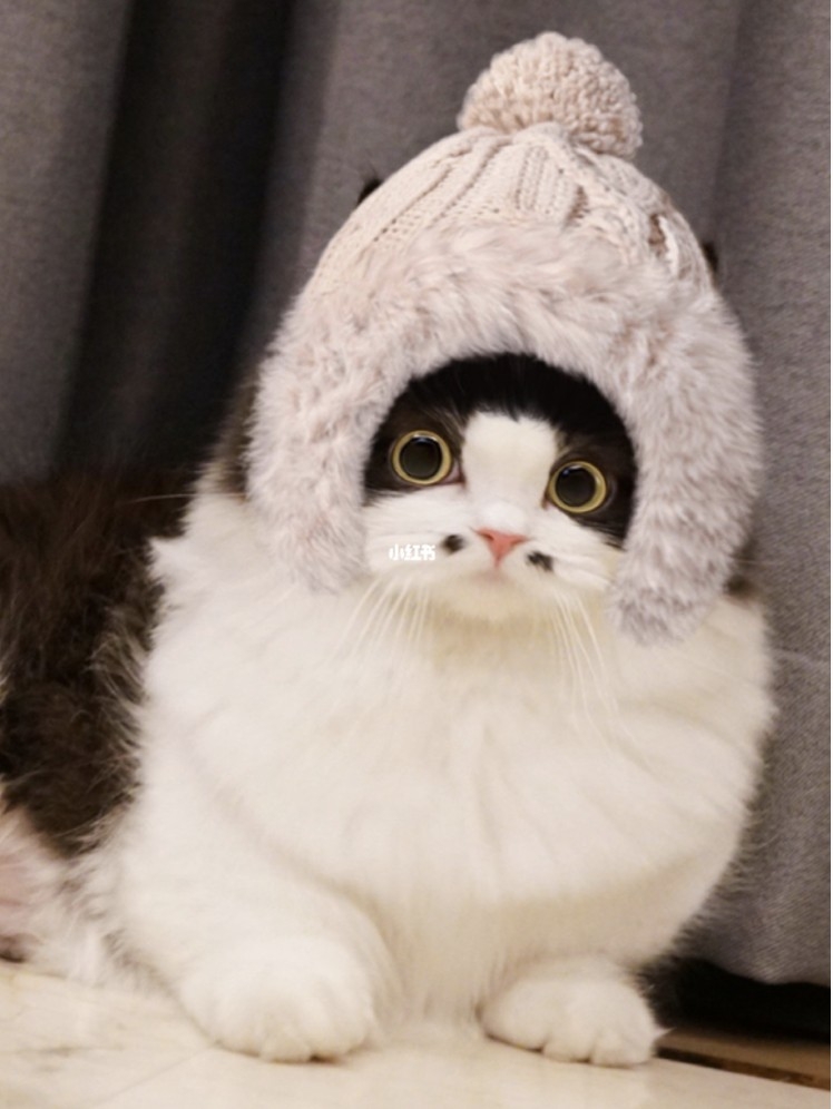 小紅書@小五郎肉包包