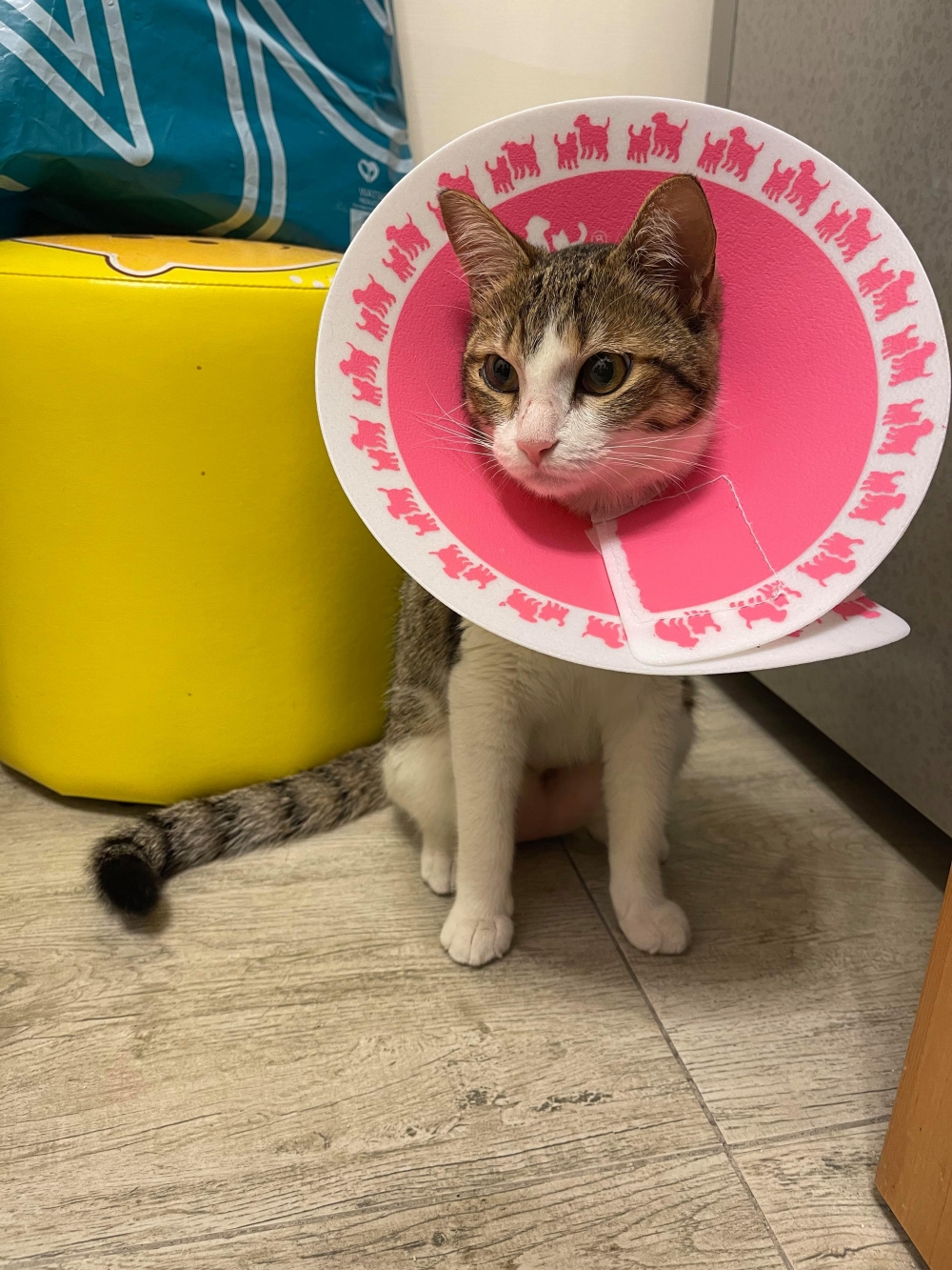 網友東木由先生提供