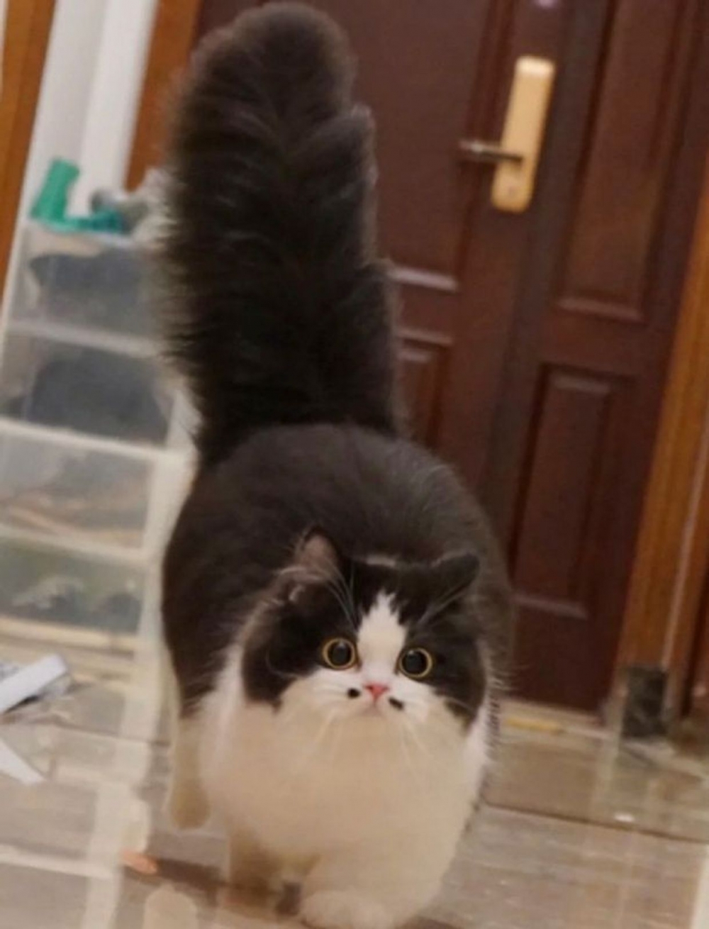 小紅書@小五郎肉包包