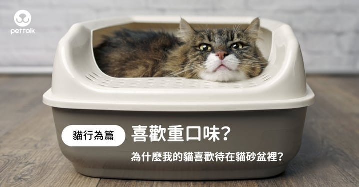 【貓行為】為什麼貓喜歡待貓砂盆？獸醫解析真正理由：和焦慮有關