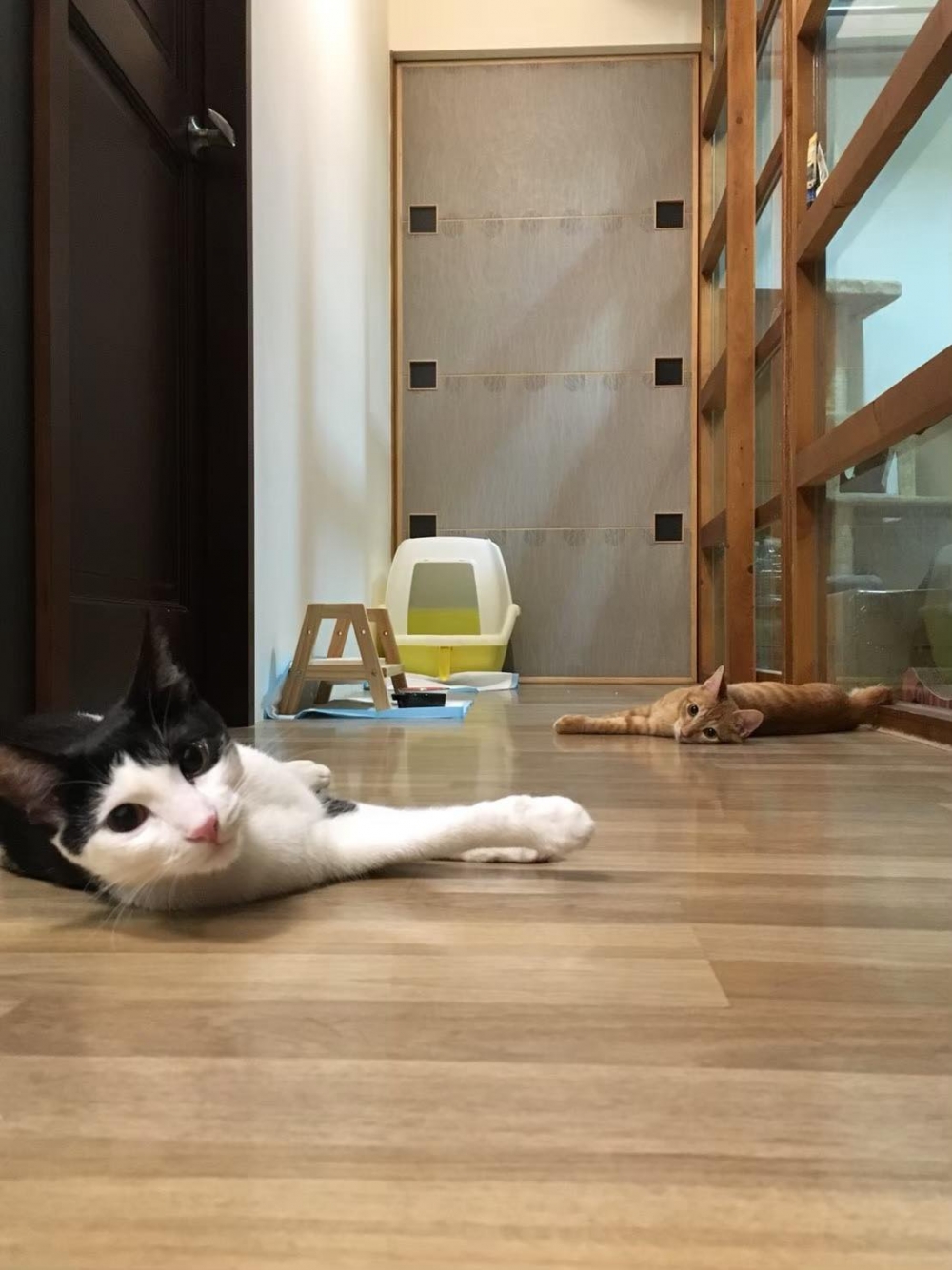 網友Doris Lin小姐提供