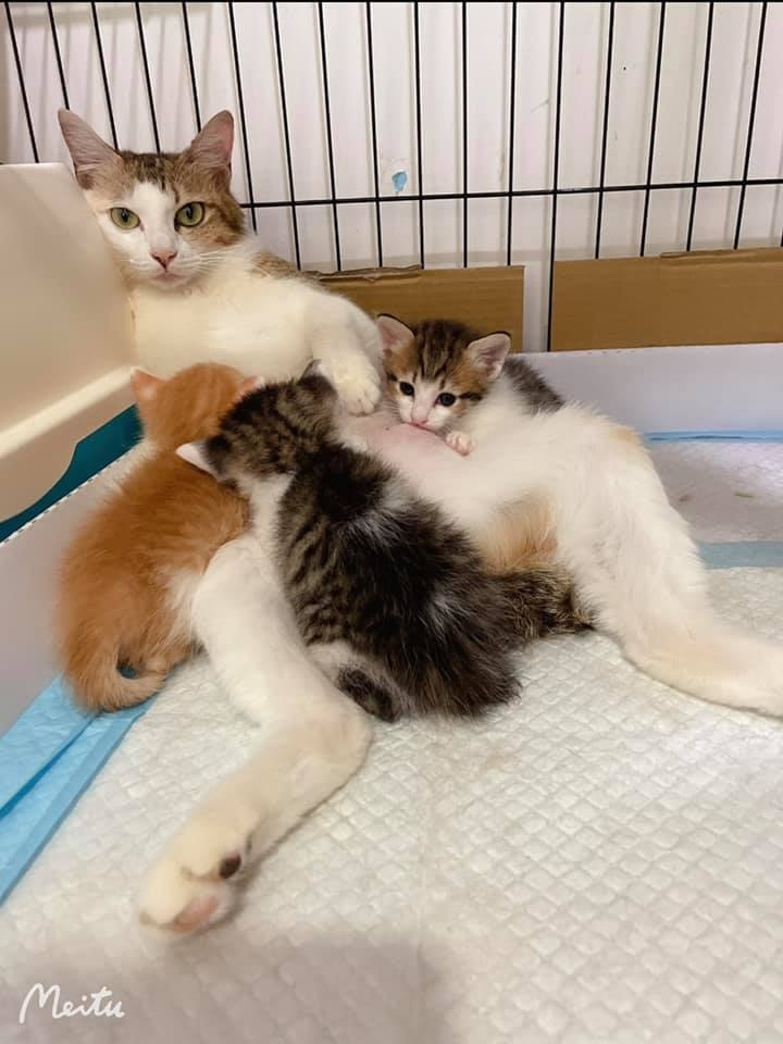 網友Chou Di Kao提供