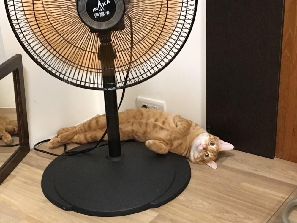 網友Doris Lin小姐提供