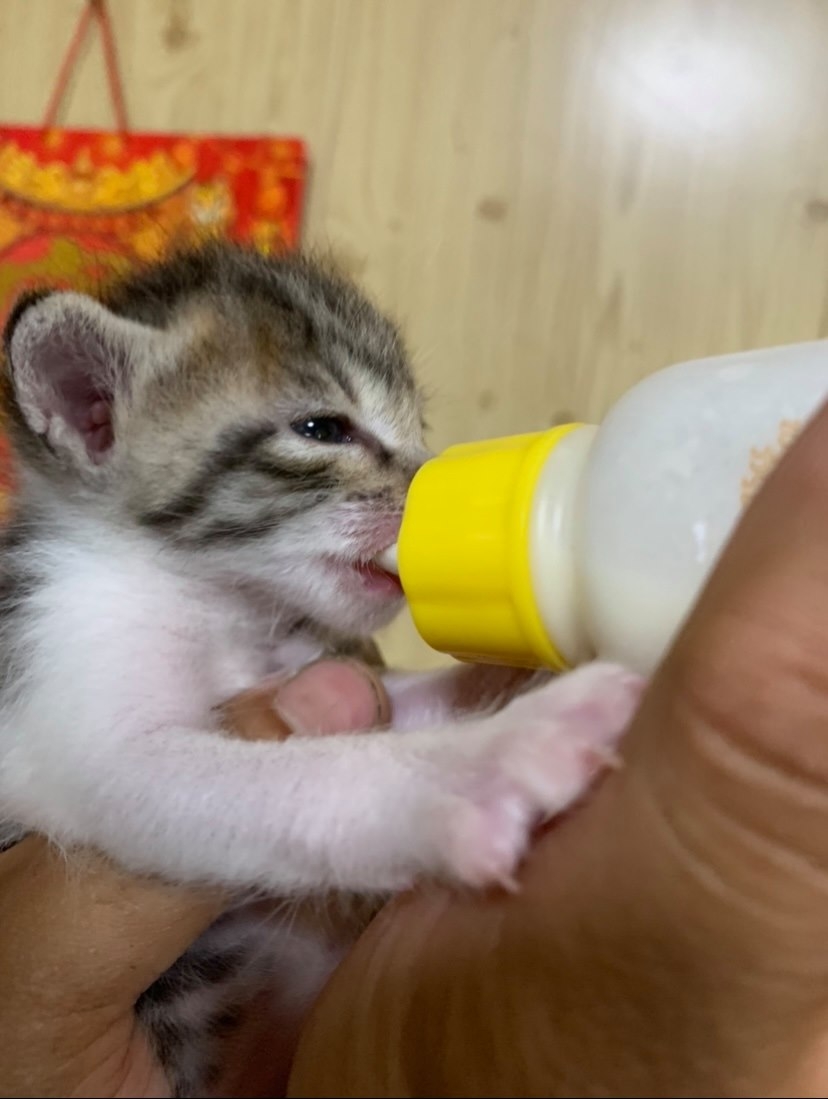 網友溫能鈞先生提供