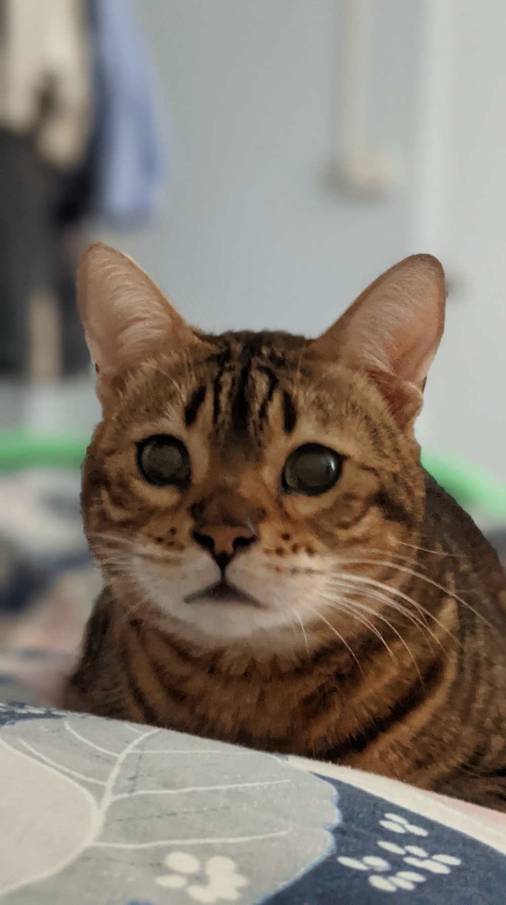 網友薛豹樂先生提供