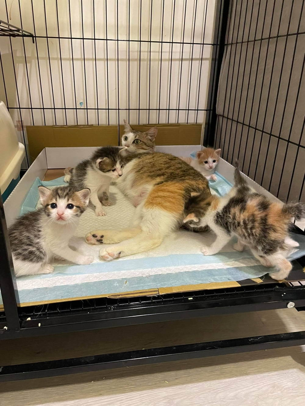 網友Chou Di Kao提供