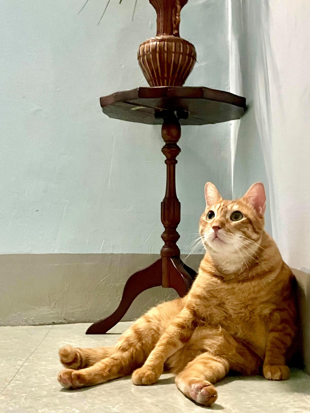 網友Doris Lin小姐提供