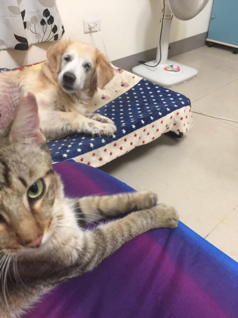 網友Ian Lin先生提供