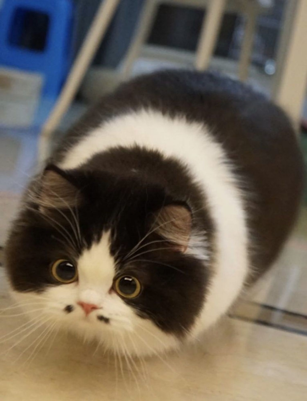 小紅書@小五郎肉包包