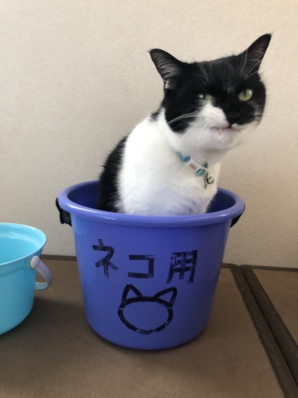 twitter @fukufuku_illust  