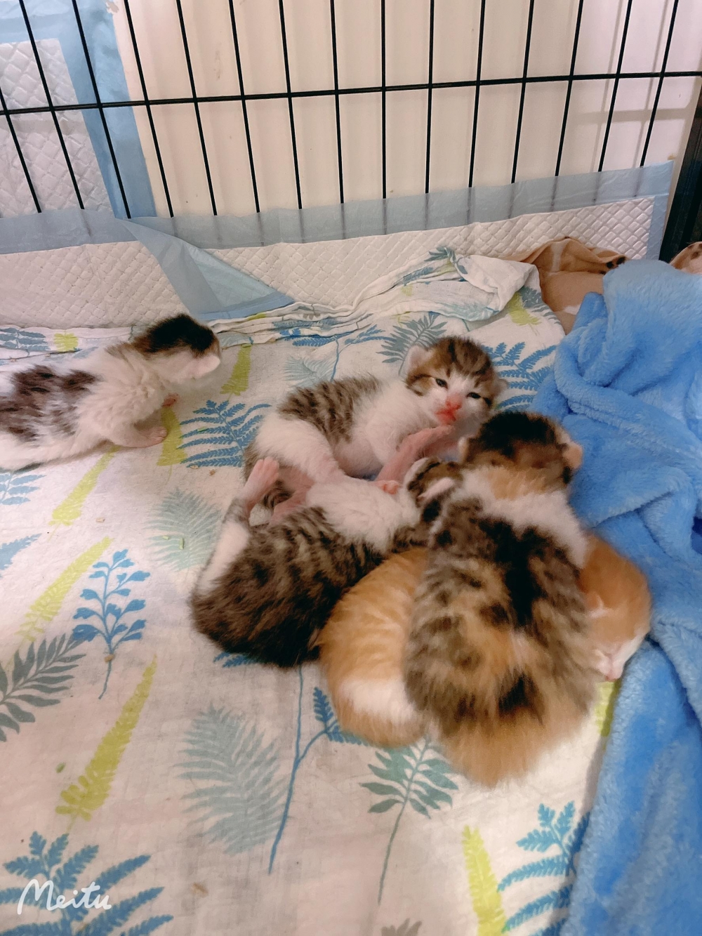 網友Chou Di Kao提供