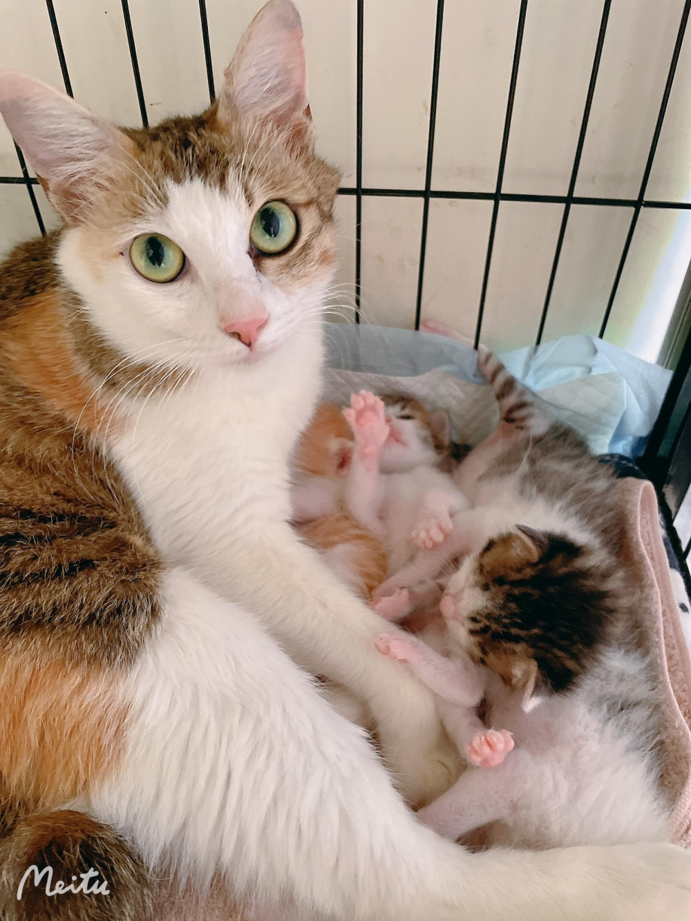 網友Chou Di Kao提供