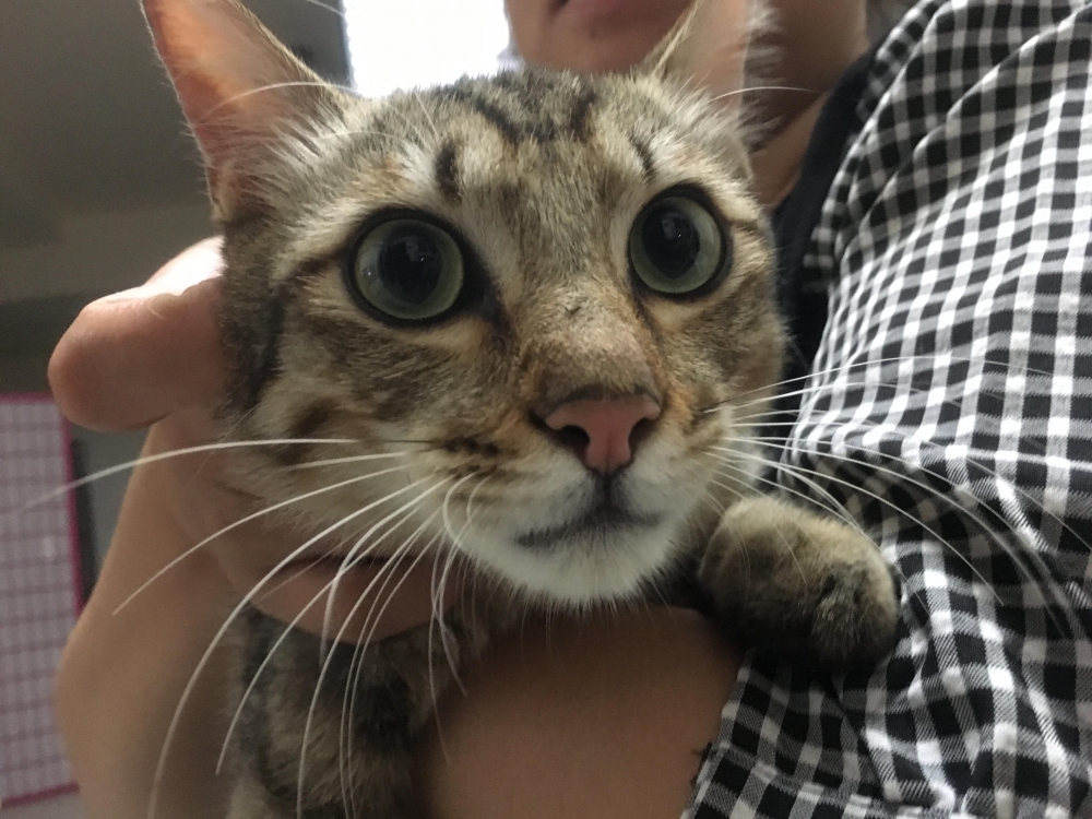 網友Ian Lin先生提供