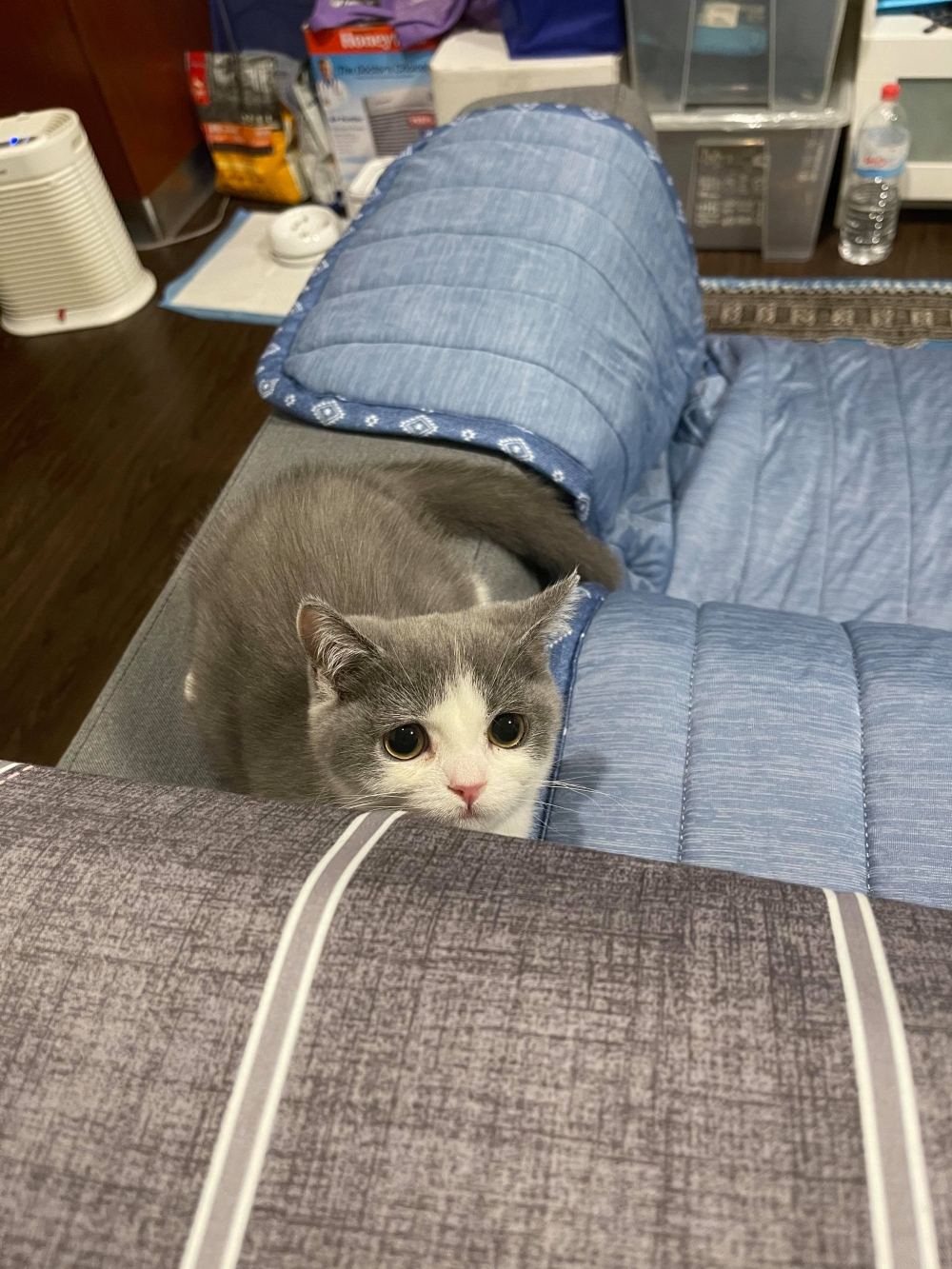 網友王震宇先生提供