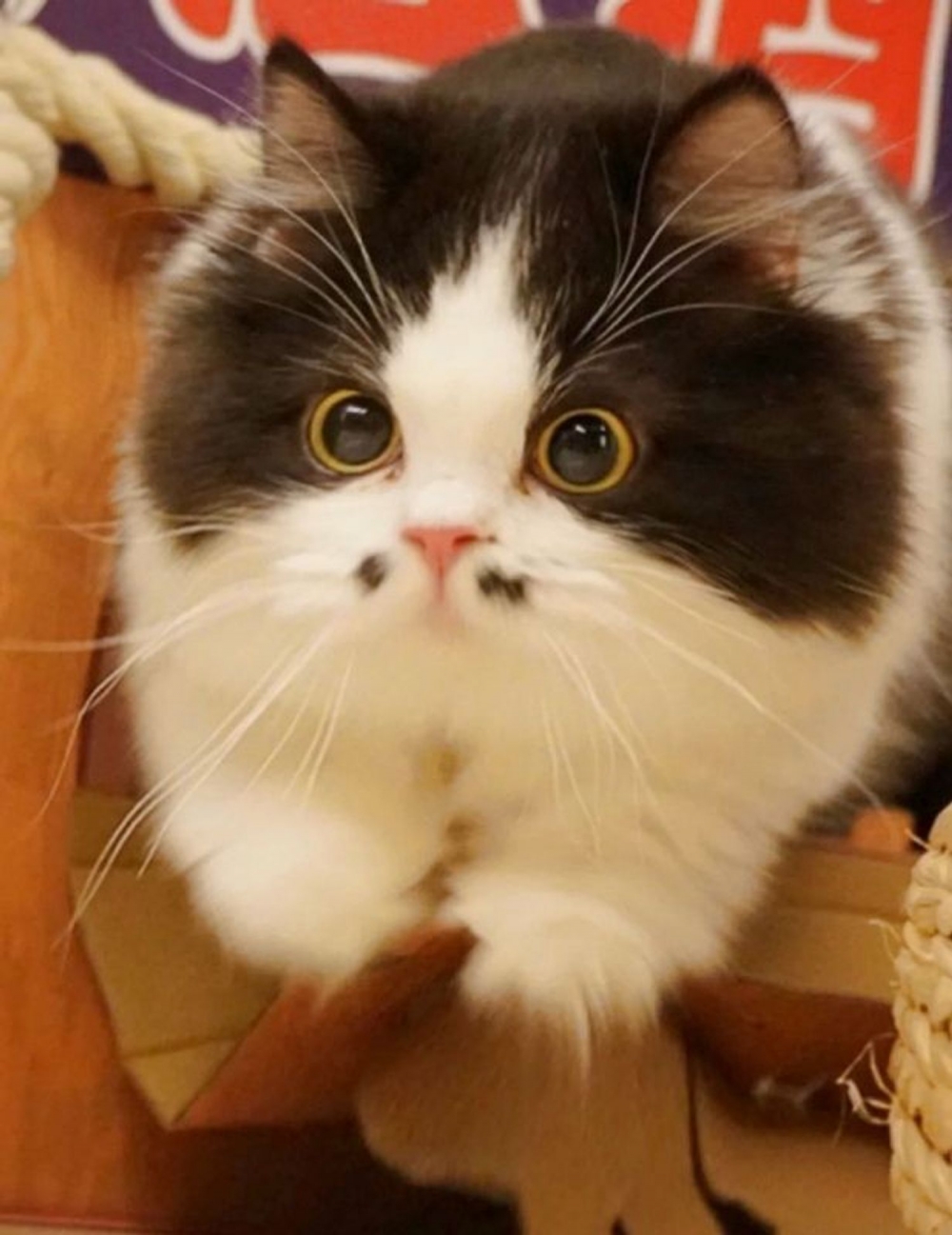 小紅書@小五郎肉包包