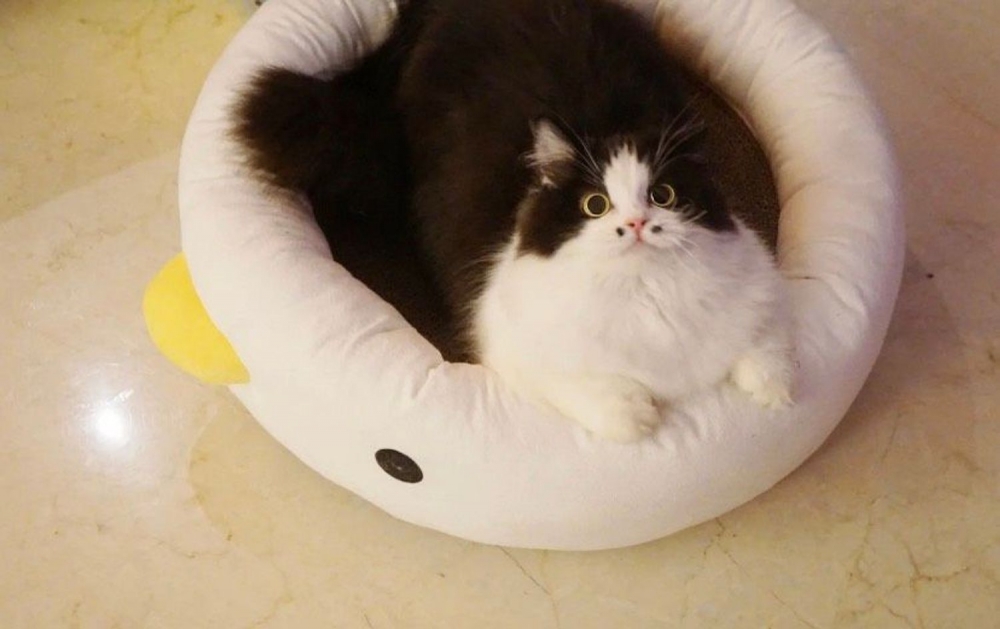 小紅書@小五郎肉包包