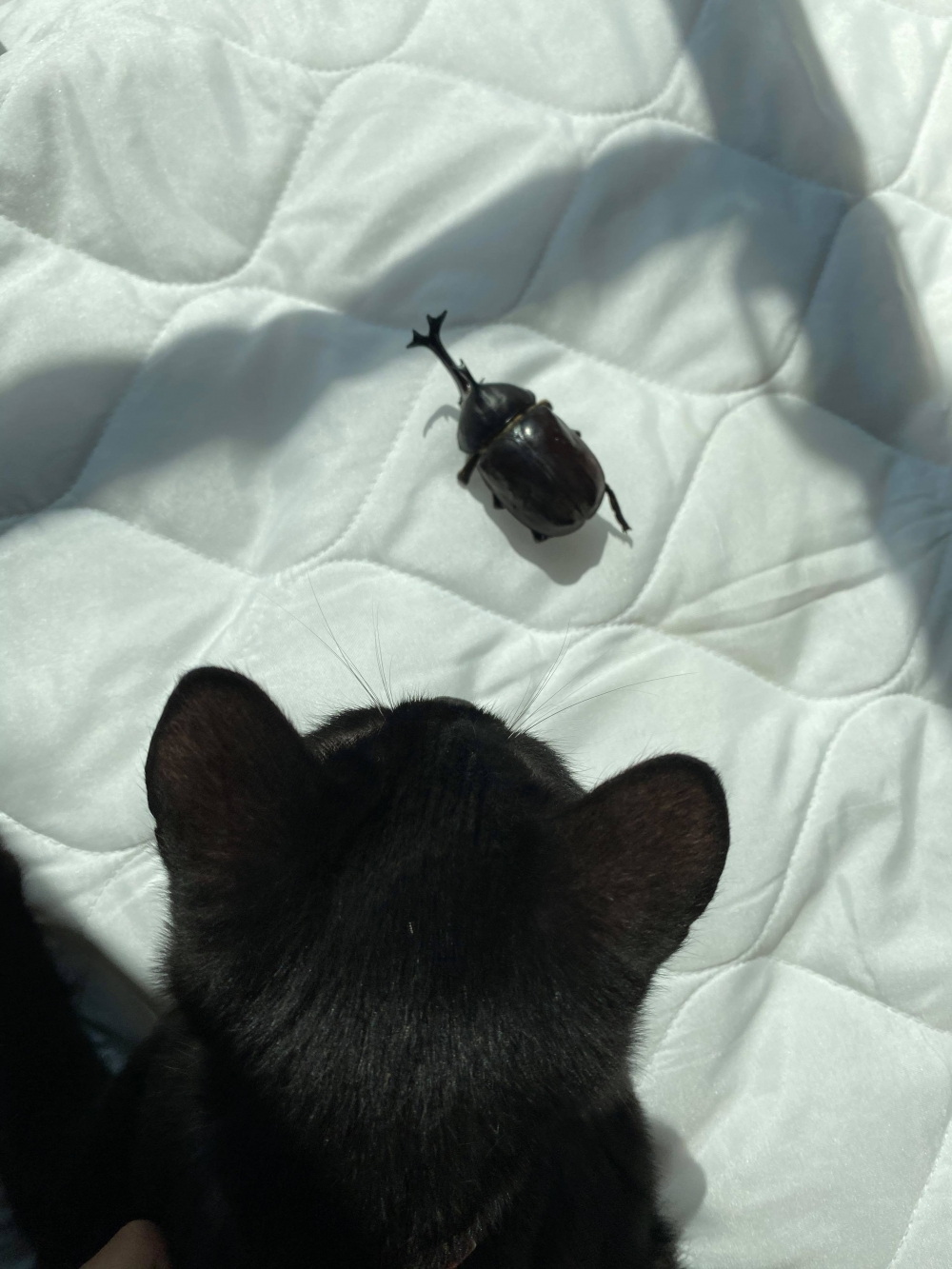 網友Ani Tsai小姐提供