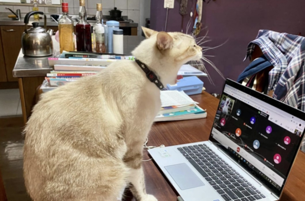 網友李曉芳小姐提供