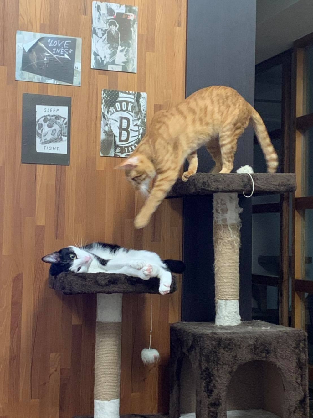 網友Doris Lin小姐提供