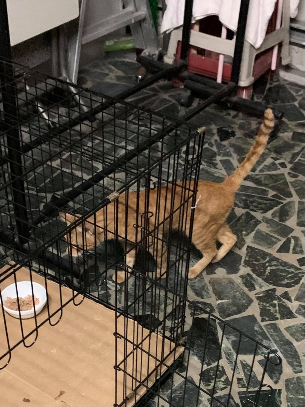 網友Doris Lin小姐提供