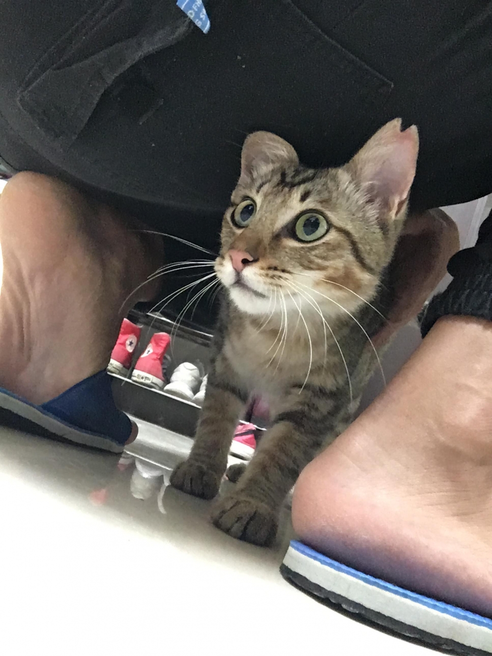 網友Ian Lin先生提供