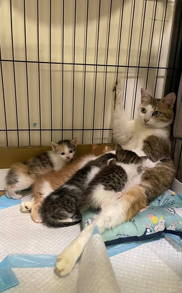 網友Chou Di Kao提供