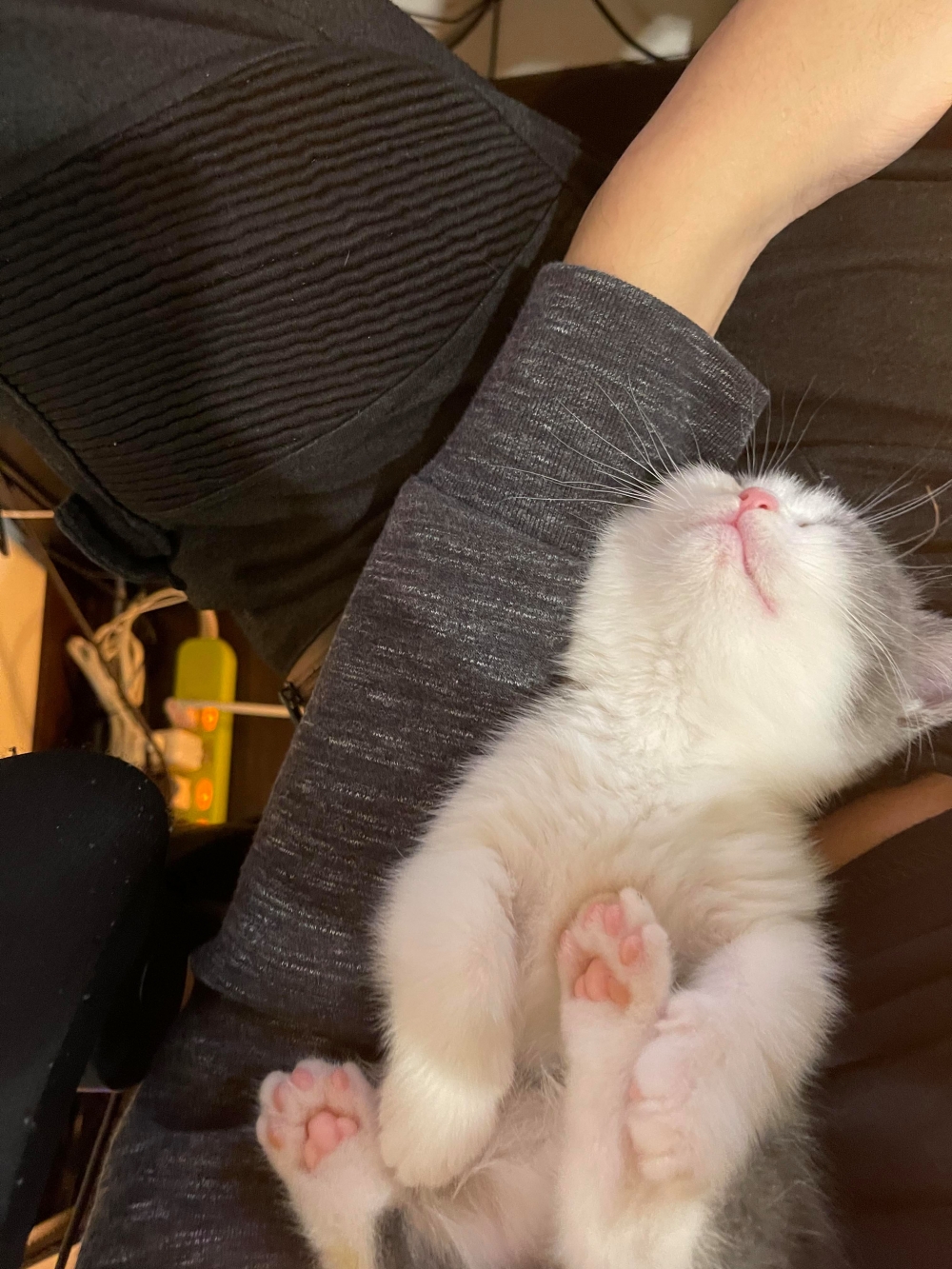 網友王震宇先生提供