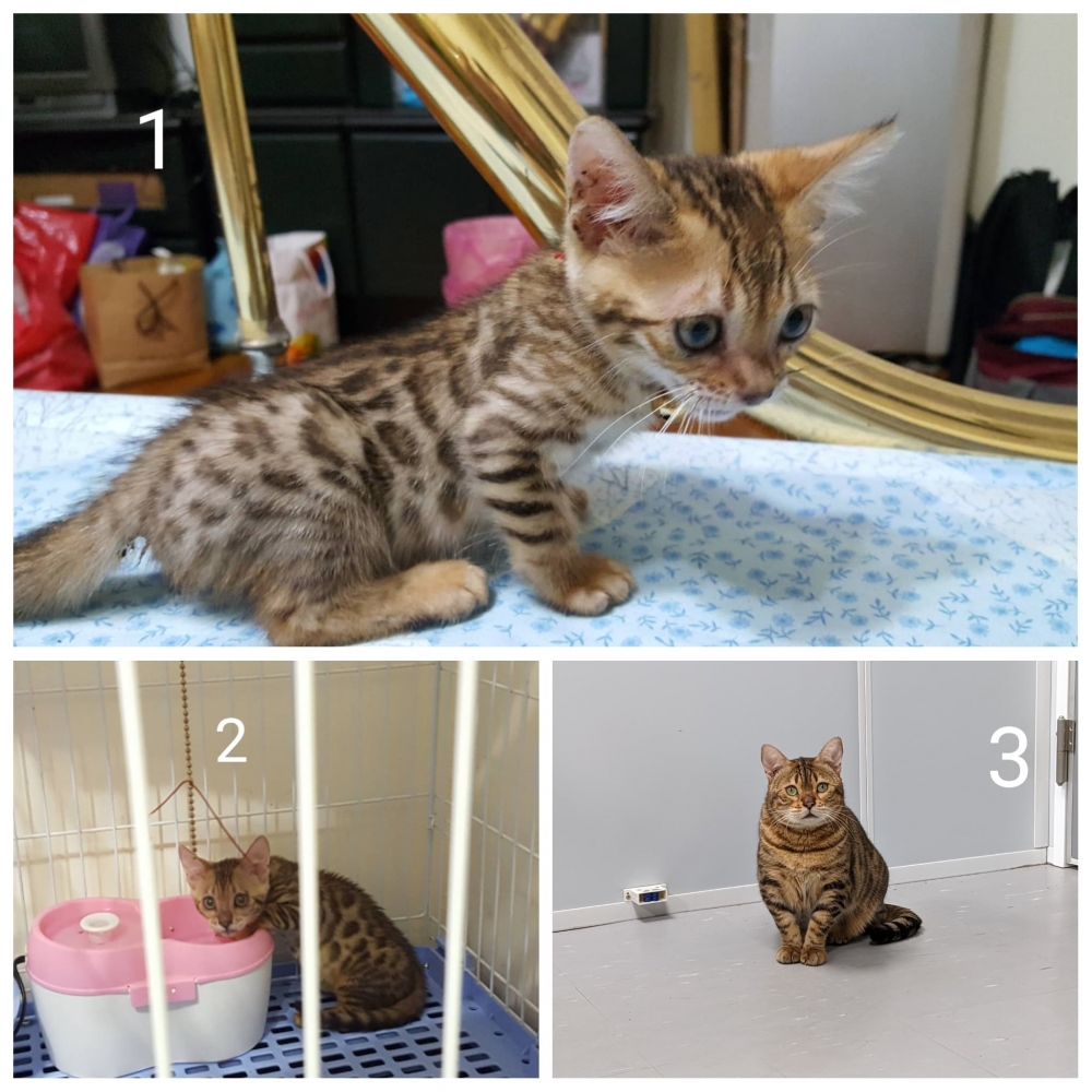 網友薛豹樂先生提供