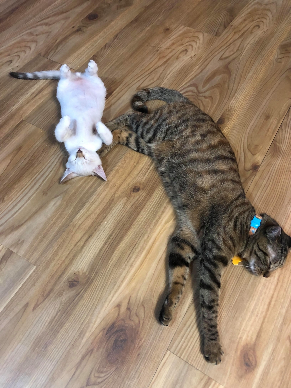 網友李曉芳小姐提供