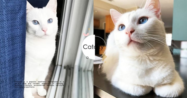 【米克斯】白貓 5 大個性分析！「優雅、聰明」兼具的精靈系萌貓