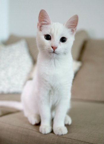 Pinterest